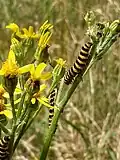 Cinnabar moth caterpillars on ragwort on north bank