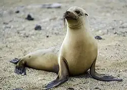 Brown seal