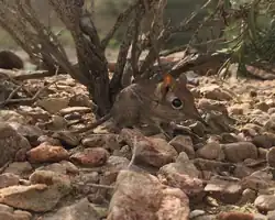 Brown elephant shrew