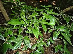 Cairns Botanic Gardens, May 2021