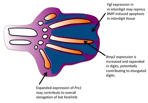 developing bat forelimb showing gene expression patterns