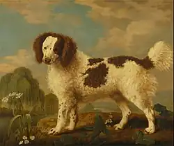 Brown and White Norfolk or Water Spaniel (1778), oil on panel, 80.6 x 97.2&nbsp;cm., Yale Center for British Art