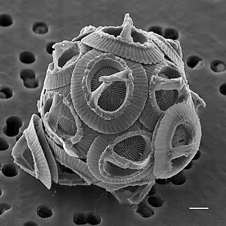 Gephyrocapsa oceanica (scale bar is 1 μm)