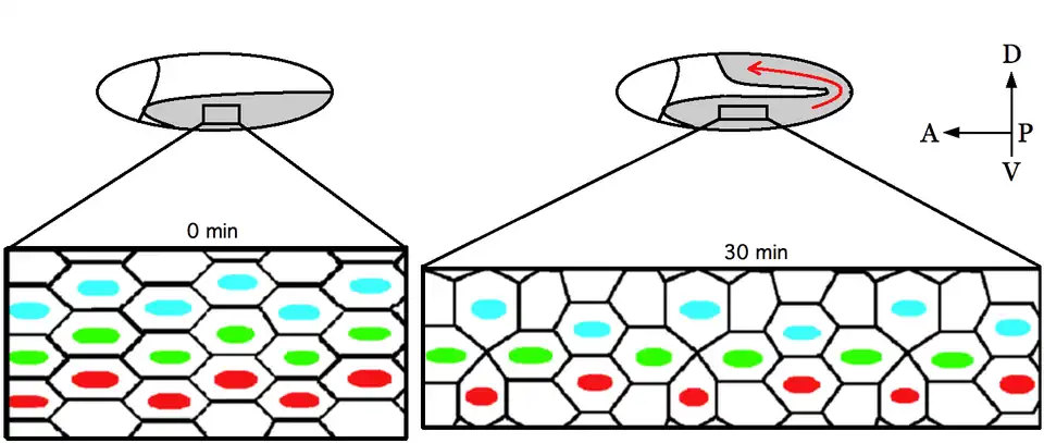 germ-band extension.