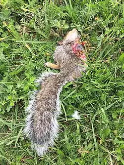 Feeding on an eastern grey squirrel carcass