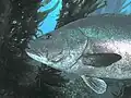 Giant black sea bass, San Clemente Island