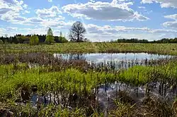 Girdiškės swamp