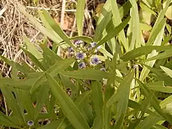 Globularia salicina (Puntallana)