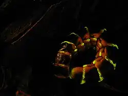 Phengodidae: Larva or larviform female of the western banded glowworm (Zarhipis integripennis)