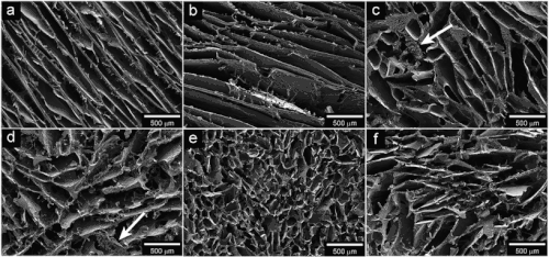 Figure 10: Open access scanning electron microscopy images of wheat-gluten based foam.[35]