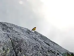 Male at 11,000 ft. in Kullu - Manali District of Himachal Pradesh, India