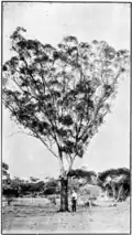 Mature tree with man standing at right, circa 1920[3]