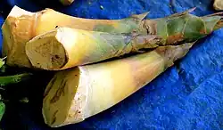 Bamboo Shoot (Ilo: Rabong or Tlg: Labong)