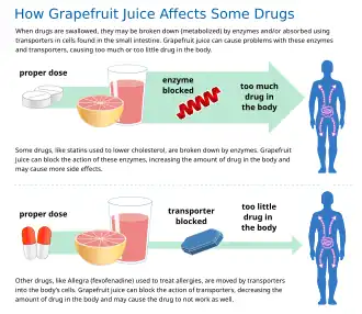 An infographic demonstrating how grapefruit juice can cause medication interactions. Top portion: two pills with arrow leading toward a glass of grapefruit juice. The grapefruit juice blocks an enzyme that breaks down the drug, leading to too much drug in the body. Bottom portion: two pills with arrow leading toward a glass of grapefruit juice. The grapefruit juice blocks the transporter for the drug, leading to too little drug in the body.