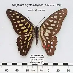 Spotted jay (Graphium arycles)
