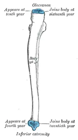 Plan of ossification of the ulna. From three centers.