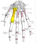 Dorsal view of the left hand (second metacarpal shown in yellow).