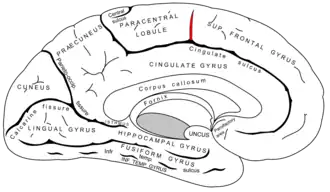 Paracentral sulcus. It defines the anterior boundary of the paracentral lobule.