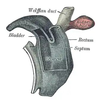 Cloaca of human embryo from twenty-five to twenty-seven days old