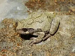 Gray tree frog, Hyla versicolor, Hylidae, eastern North America