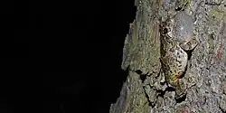 Gray treefrog (Hyla versicolor) in Montgomery County