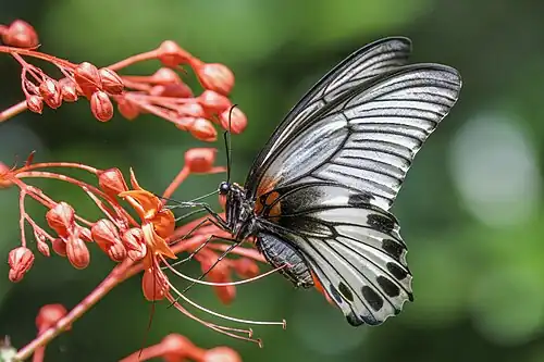 Female agenor, Hong Kong