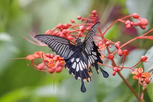 Female alcanor, Hong Kong