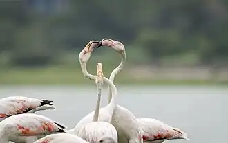 Greater Flamingos