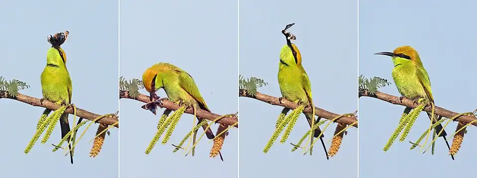 J. o. ocyale eaten by green bee-eater, India