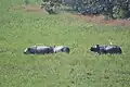 A group of Rhinos
