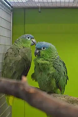 A green parrot with a blue forehead and white eye-spots