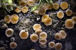 Gyalecta jenensis, Apothecien