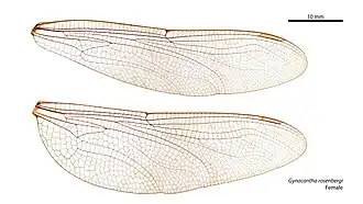 Female wings
