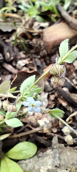 Flower, fruits and bracts