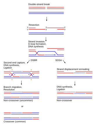 HR schematic diagram
