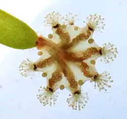 Haliclystus octoradiatus