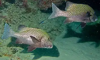 Plectorhinchus chaetodonoides