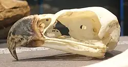 A skull exhibited at the Museum für Naturkunde, Berlin