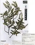 Veronica pubescens subsp. rehuarum type specimen from the herbarium of Auckland War Memorial Museum