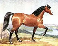 Painting of a red colored horse with black mane and tail prancing