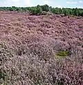 Heath near Mantinge