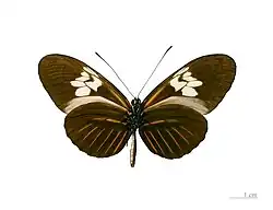 H. m. penelope, male, ventral