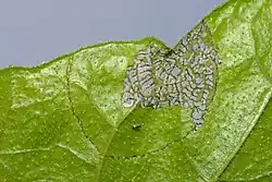 Typical feeding marks