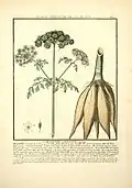 Hemlock water dropwort or water hemlock, Oenanthe crocata (virulent poison)