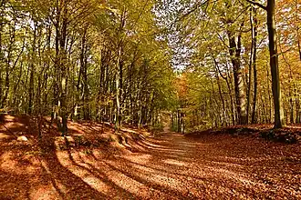 Autumn in the Granitz