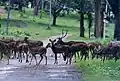 Herd of Deer, Nagarahole