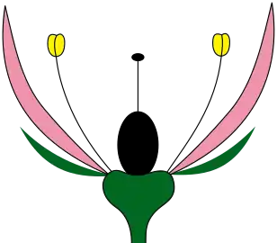 Dichlamydeous/heterochlamydeous perianth with separate whorls