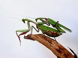 Mating couple
