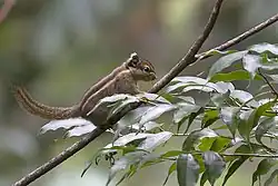 Brown squirrel
