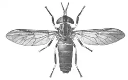 Hippocentrum murphyi